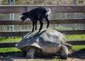 TurtleGoat.jpg
