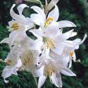 Lilium-candidum-00.jpg