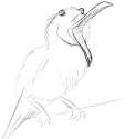 Birb in tree.png