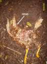 DeadChicken003.jpg