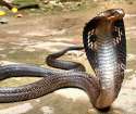 snek.jpg
