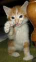 catfistpump.jpg