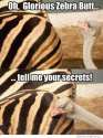 oh-glorious-zebra-butt.jpg