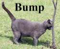 Bump.jpg