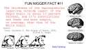 11 - Nigger Brains Are Primative_jpg.jpg