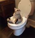 kitty.jpg