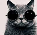 cool-cat.jpg