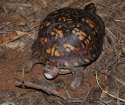 Eastern_Box_Turtle_8667.jpg