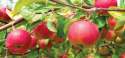Can-Dogs-Eat-Apples.jpg