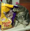 Catfood.jpg