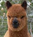 f8ubg-alpaca-hair7.jpg