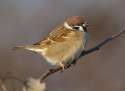 sparrow2.jpg