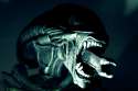 A_xenomorph_by_katzilla131.jpg