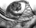 otter-madness.jpg