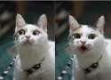 Cat.jpg