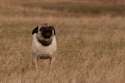BORKBORKBORKBORK.jpg
