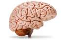 20-things-you-probably-didnt-know-about-the-human-brain.jpg