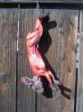 field_skinned_rabbit_100__59465.1296244227.1280.1280.jpg