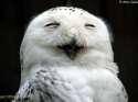 mfw heartily amused owl.jpg