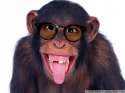 Funny-Monkeys-With-Glasses-6.jpg
