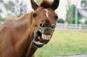 horse-whispering.jpg