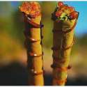 waxblunt.jpg