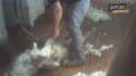 sheep_investigation_p2_gif3.gif