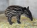 Zebra...oops...jpg