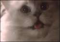 1410988427407.gif