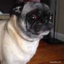 pug_tears.gif