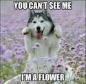 no-u-can-39-t-me-yes-i-can-dog-no-u-cant-i-say-u-cant-so-therefore-u-caaaaaaaaaaaaant-me-yes-i-can-u-are-a-large-dog-and-that-39-s-a-small-flower-so-therefore-i-caaaaaaaaaaaaaaaaaaaaa.jpg