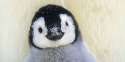 baby-animals-2227.jpg