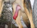 Dog_penis_new.jpg