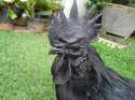 cemani-chickens-05.jpg