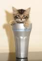 pussy fleshlight.jpg