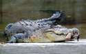 crocodile bite.jpg