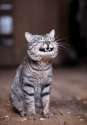 EvenThisCatLaughsAtYou.png