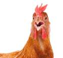 surprised-cock.jpg