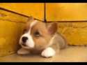 shoveldog2.gif