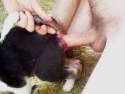 dogfuck1.jpg