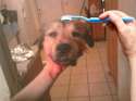dogheadbrushiebrushiebrushie.jpg