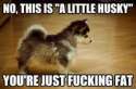 little husky you're fat.jpg