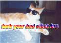 fuckyourvibesbro.gif