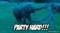 Party Hard Elephant.gif