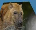 not_anons_face_but_a_doge.jpgXX0001.jpg