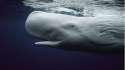 white-sperm-whale.jpg