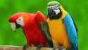 Parrots.jpg