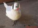 Real_space_chicken_red.jpg