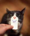 C__Data_Users_DefApps_AppData_INTERNETEXPLORER_Temp_Saved Images_Kote_smile.jpg