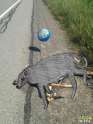 greyhound gws.jpg
